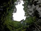 Batu Caves - Blick senkrecht nach Oben. Schön zu erkennen: Regenwald, Altsinter, überbelichteter Himmel. Anhand der Bäume mag es möglich sein, sich die Dimensionen 
