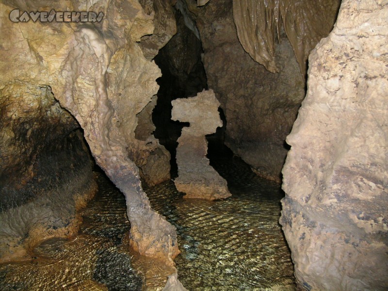 Falkensteiner Höhle: Seepferdchen!