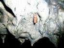 Geißberghöhle - Geheimnissvolles Insekt. Auch nach mehrfacher Ermahnung konnte es mit keiner gÃ¼ltigen Sondergenehmigung aufwarten.