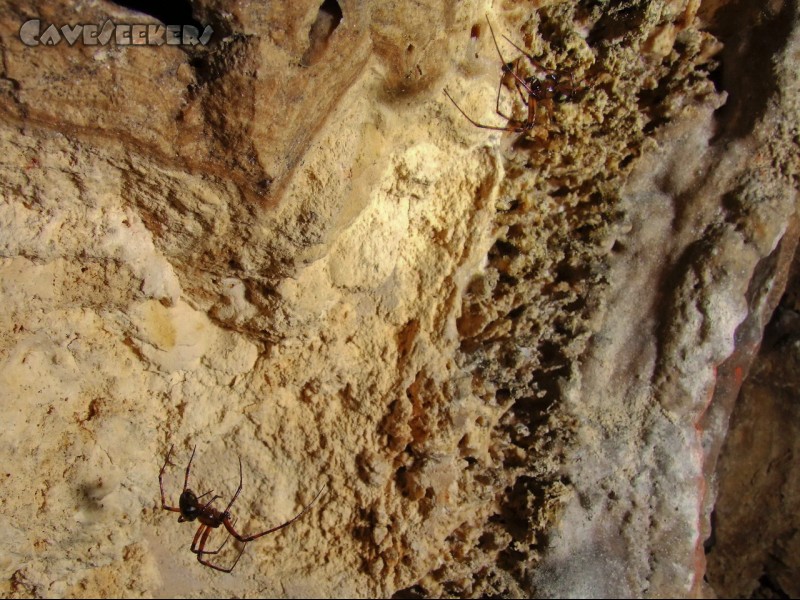 Mangfallbrückenhöhle: Spinnensuchbild