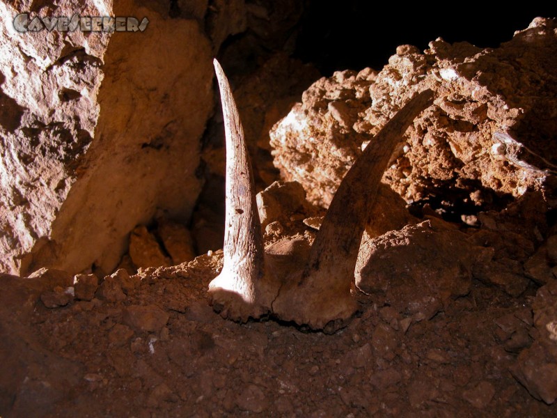 Nashornhöhle - Bild 16