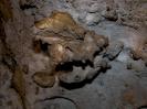 Nashornhöhle - und wieder Warzensinter
