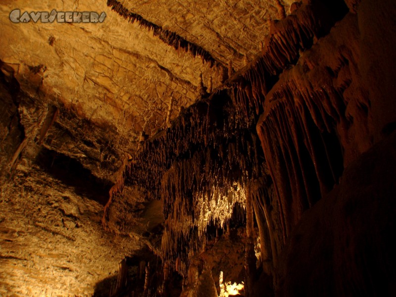 Adelsberger Grotte: Herr Wipplinger staunend und ohne Fassung