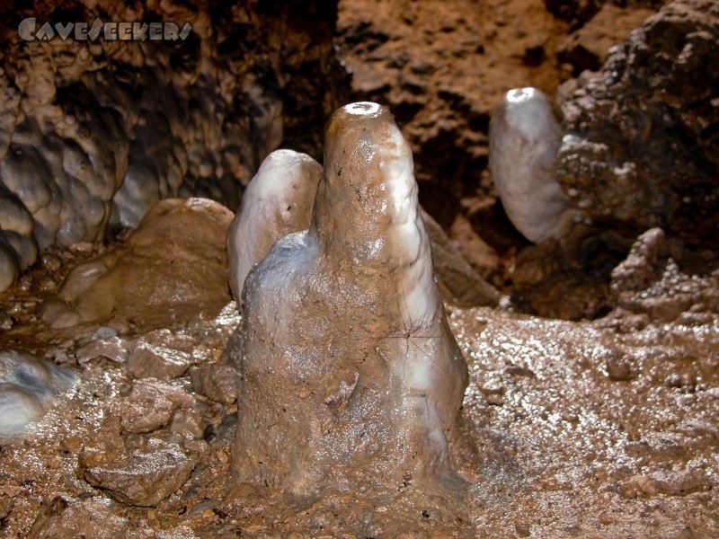 Anton-Völkel-Grotte: Bodenbewuchs mit Weberknecht.