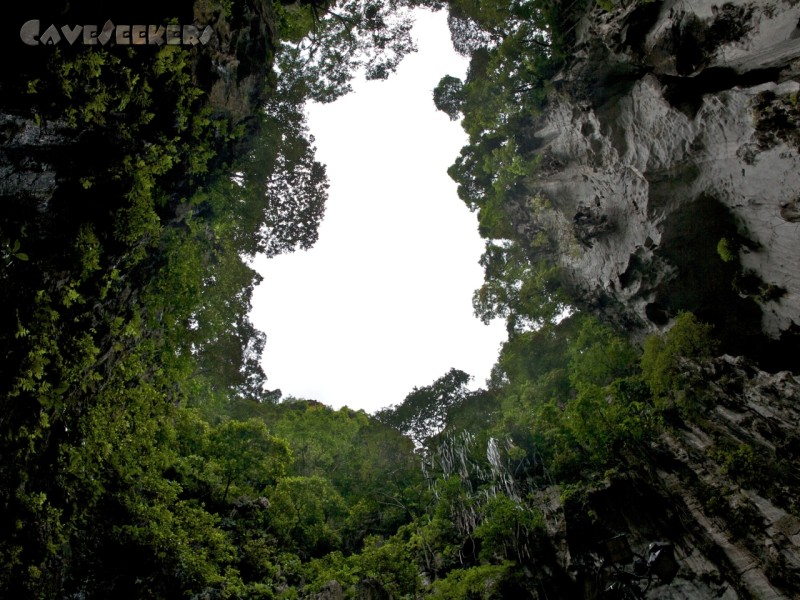 Batu Caves: Blick senkrecht nach Oben. Schön zu erkennen: Regenwald, Altsinter, überbelichteter Himmel. Anhand der Bäume mag es möglich sein, sich die Dimensionen 