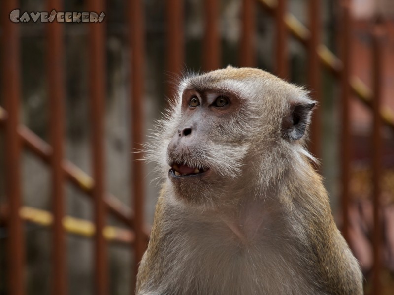 Batu Caves: Affe mit Karies.