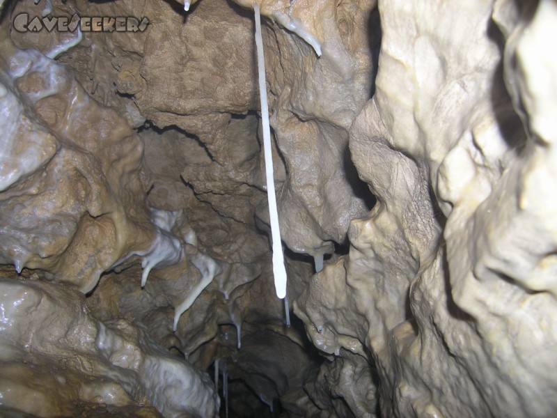 Bauernhöhle: Ein Weisser hängt schlank von der Decke.