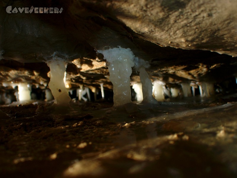 Bauernhöhle: Beeindruckendes Krüppelwachstum. Bisher noch nicht beobachtet.