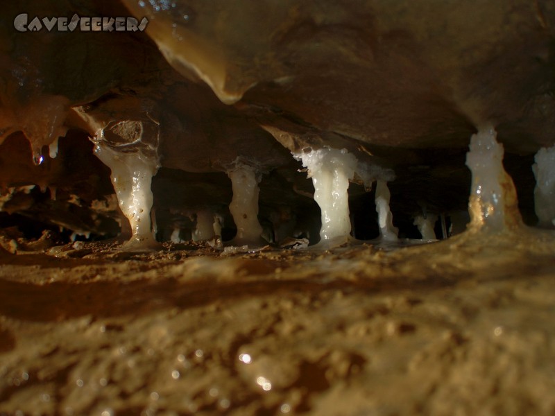 Bauernhöhle: Noch mehr Krüppelwachstum.