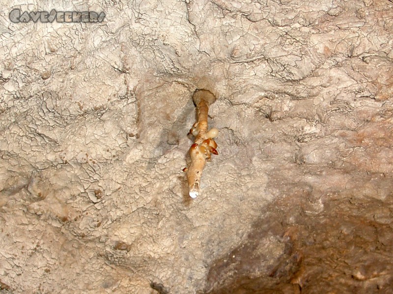 Brunneckerhöhle: Der EINZIGE vorgefundene Tropfstein. Gesamtlänge ca. 8 cm.
