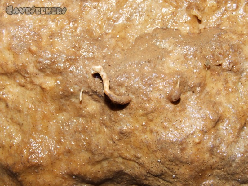 Burghöhle Wolfsegg: Ca. 3cm lang, aber echt
