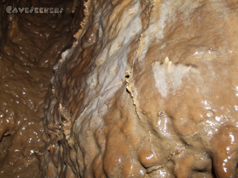 Burghöhle Wolfsegg: Sägezähnchen