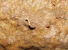 Burghöhle Wolfsegg - Ca. 3cm lang, aber echt
