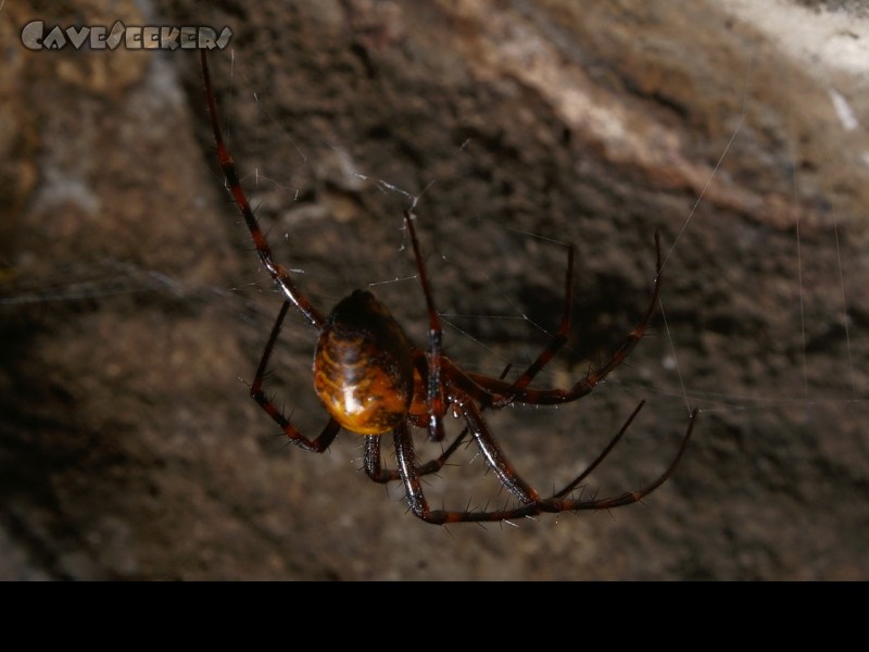 Burghöhle von Loch: Wenn es sonst nichts zu sehen gibt - die heimische Fauna
