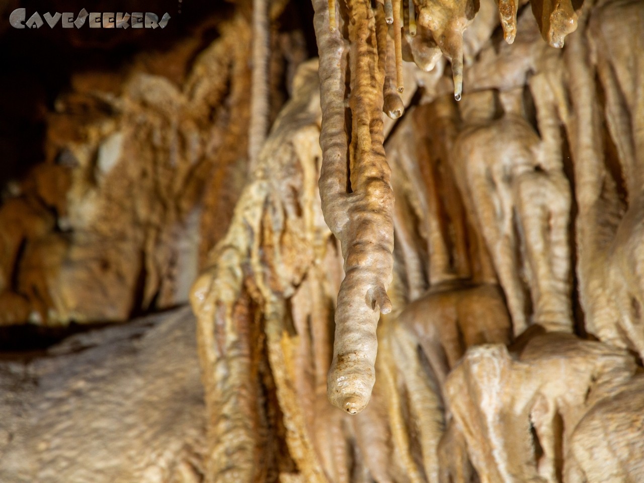 Dammriss: Anständig verwachsener Stalagtit.