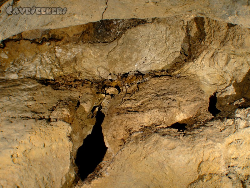 Distlergrotte: Wurzelwerk an der Decke der Eingangshalle.