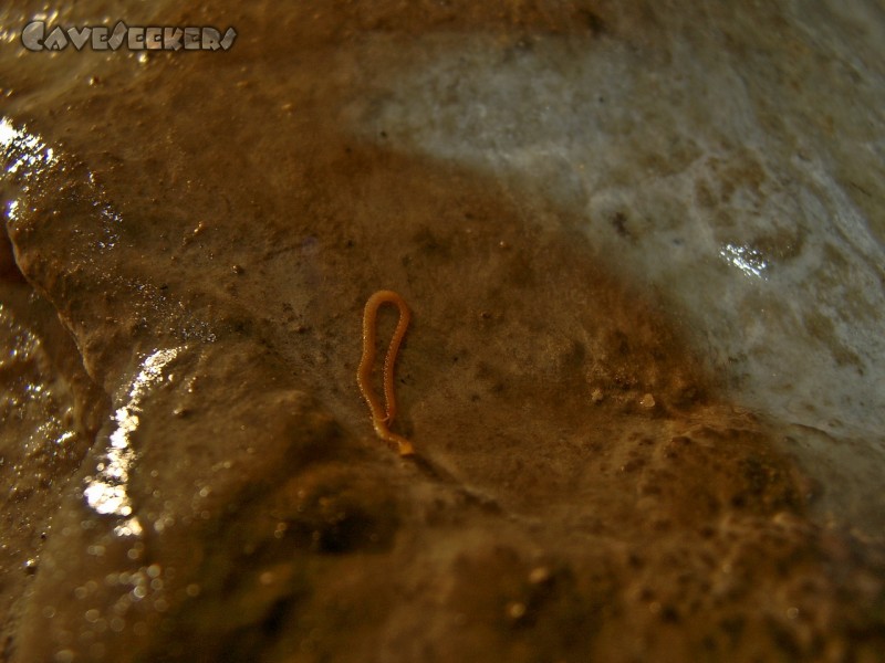 Doktorshöhle: Ein Bewohner