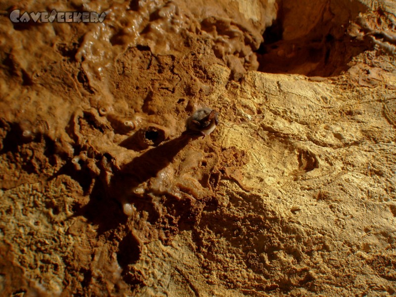 Eichberghöhle: Fledermaus. Wer sie braucht, kann sie haben.