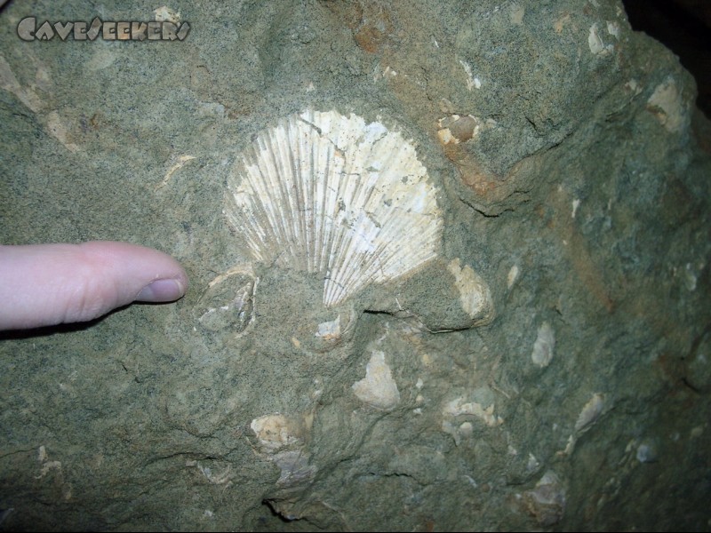 Eisenbahnhöhle: Die Riesenmuschelversteinerung.