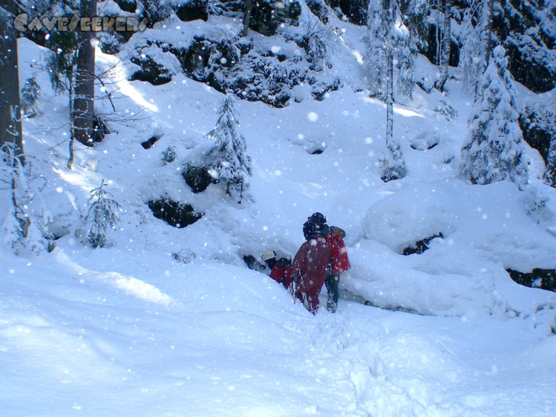 Eishöhle Sutten - Zunächst am falschen Loch im Schnee grabend. Der richtige Eingang befindet sich unter dem gestürzten Baum zur rechten.