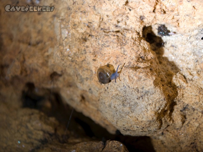 Euerwanger Höhle: Eine Schnecke