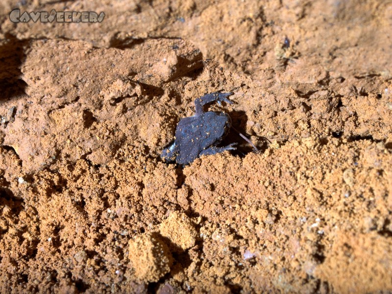Euerwanger Höhle: Minikröte