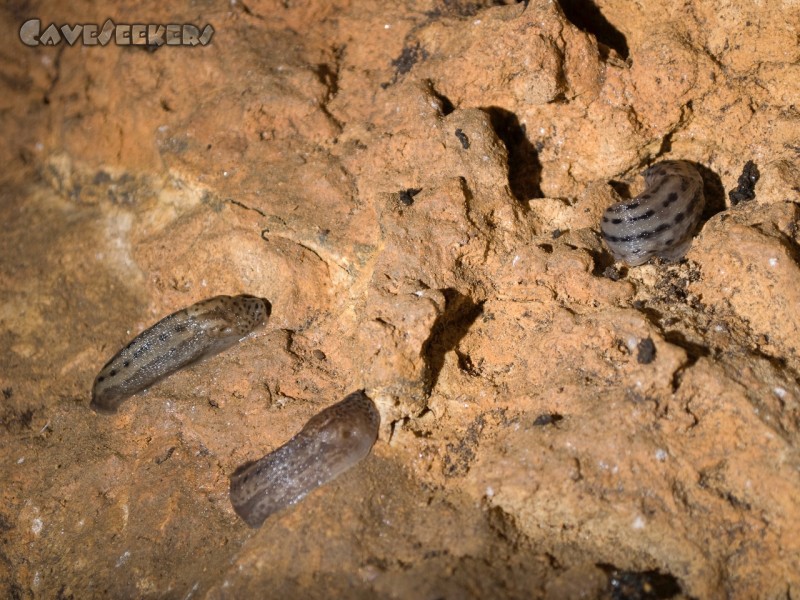 Euerwanger Höhle: Noch mehr Schnecken vom Modell Tiegerlook