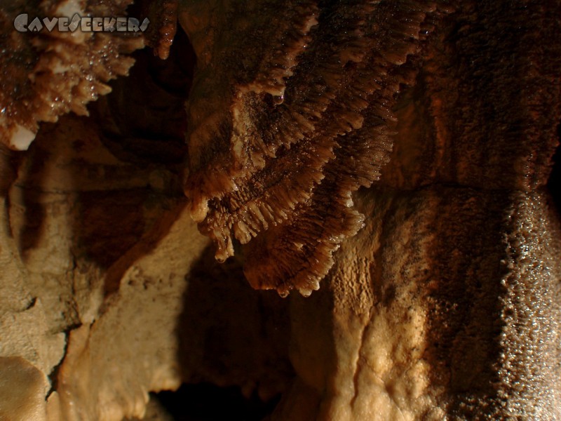 Falkensteiner Höhle: Alien.