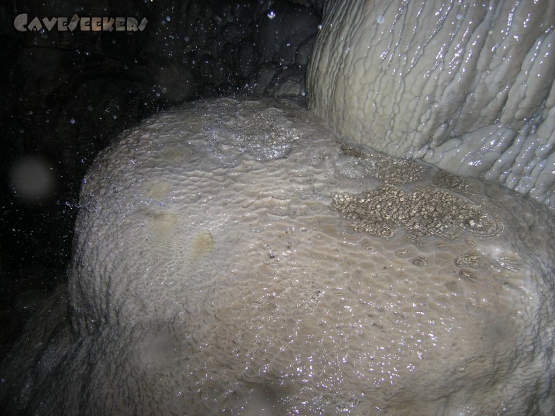 Falkensteiner Höhle: Versinterung: Lebend - man beachte den starken Regen.