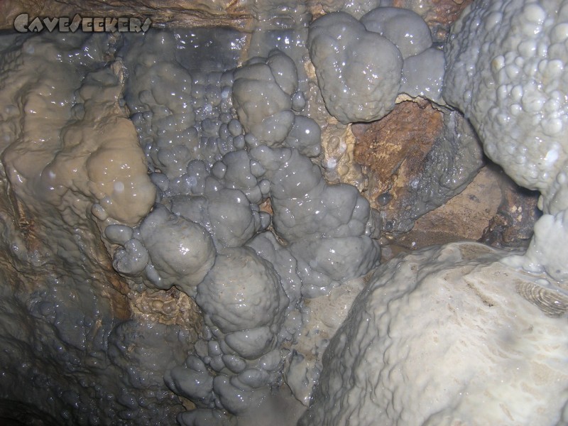 Falkensteiner Höhle: Versinterung Lebend 2.