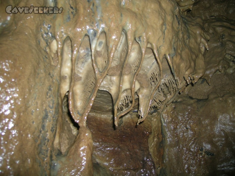 Falkensteiner Höhle: Gräten.