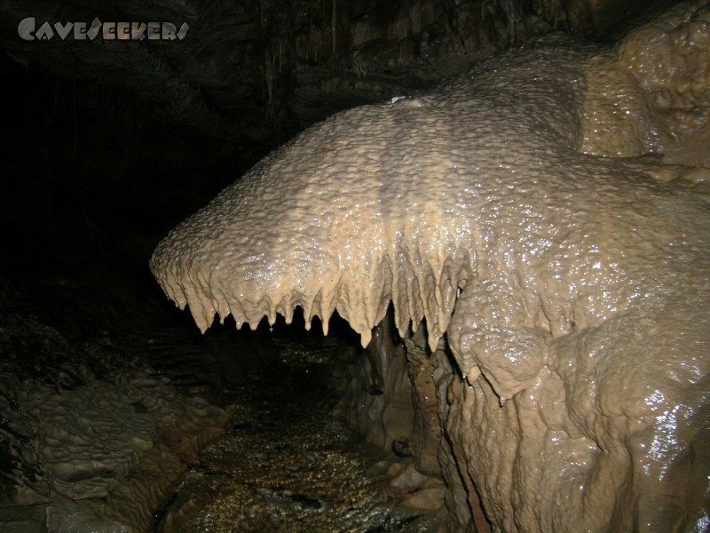 Falkensteiner Höhle: Sintertisch.