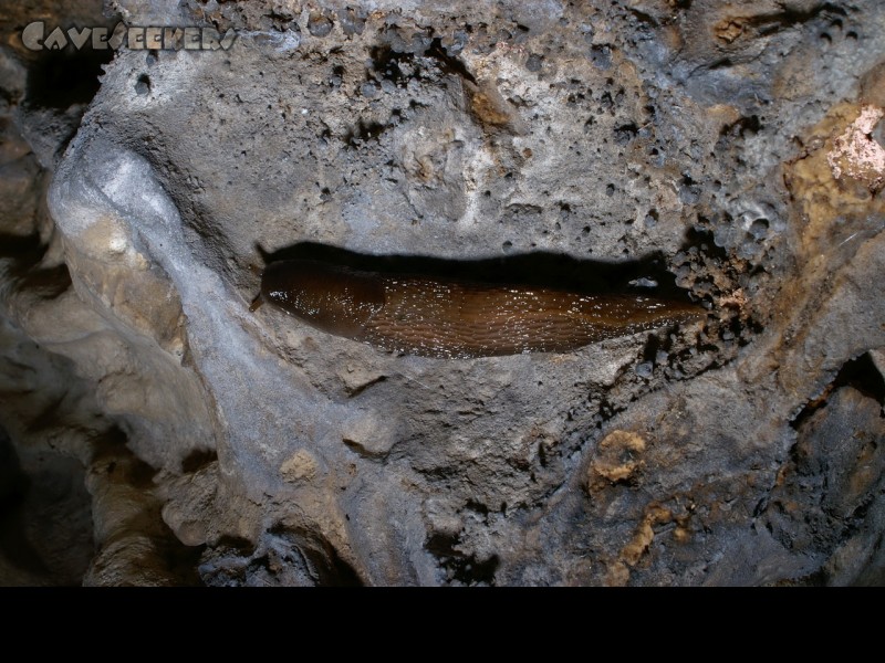 Fankerlloch: Schleimiger Kamerad