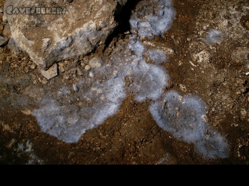 Fankerlloch: Bläulich- weiße Schimmelflecken auf dem Boden