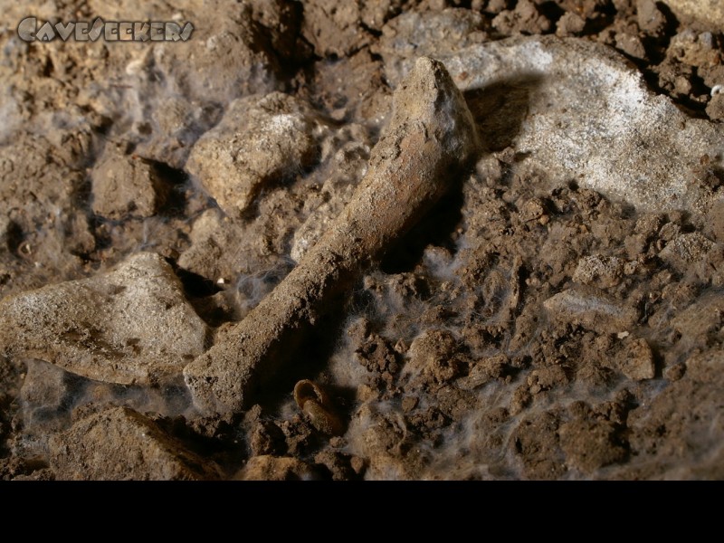 Fankerlloch: Ein Knochen auf dem schimmligen Boden