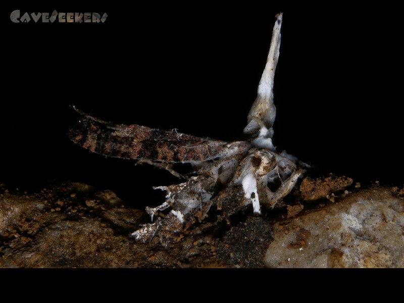 Fankerlloch: Wenns schon keinen aus Stein gibt, dann wenigstens ein Stalagmit aus Schimmel