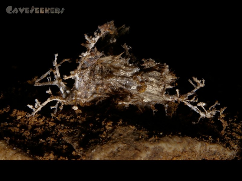 Fankerlloch: Das Ding aus einer anderen Welt - schwer vorstellbar aber es war einst einmal ein Falter