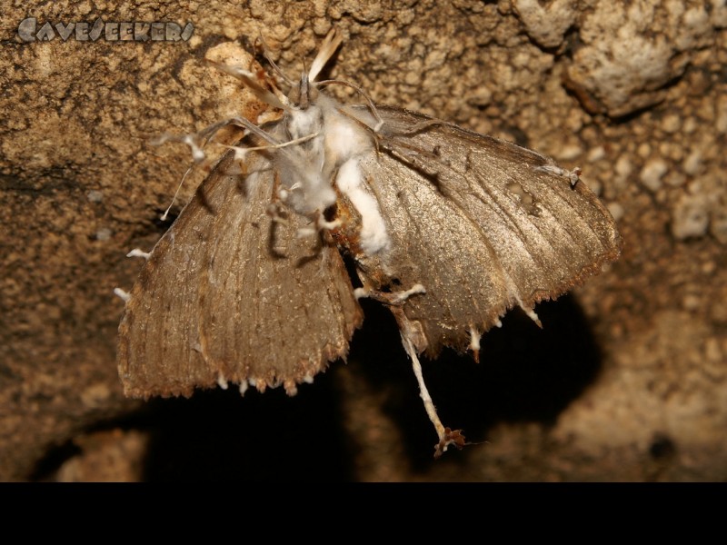 Fankerlloch: Beginnende Verpilzung