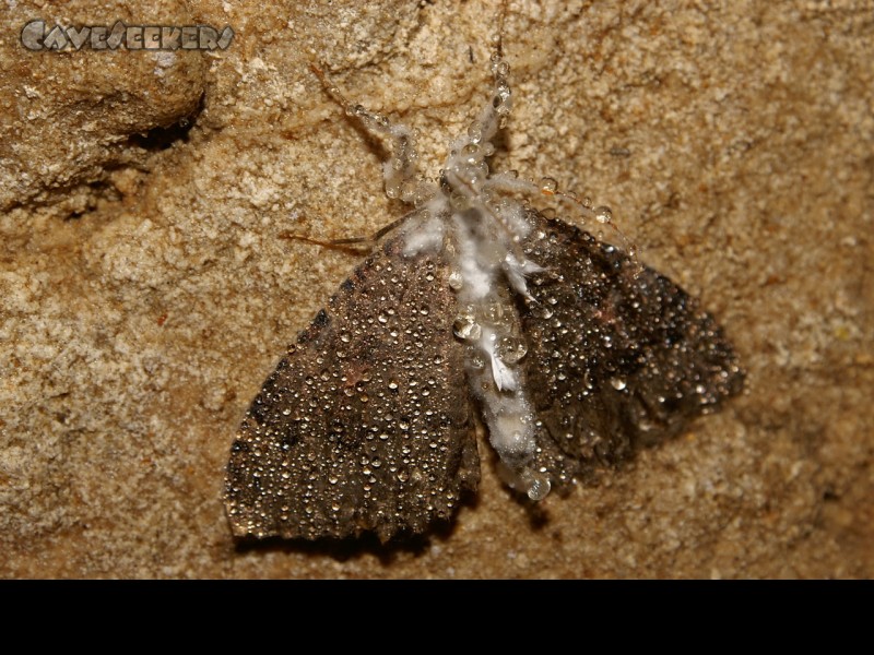 Fankerlloch: Feucht aber nicht fröhlich