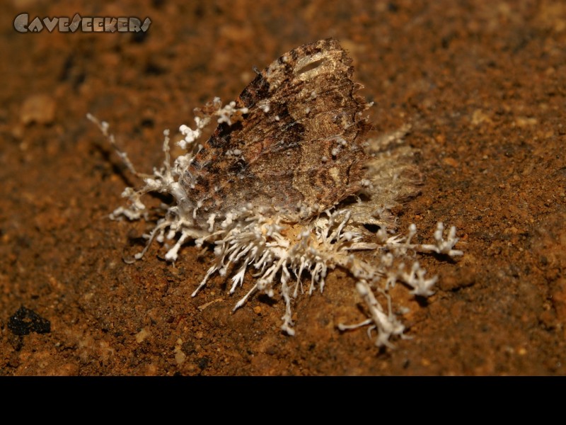 Fankerlloch: Schmetterling in der zweiten Metamorphose