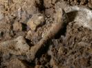 Fankerlloch - Ein Knochen auf dem schimmligen Boden