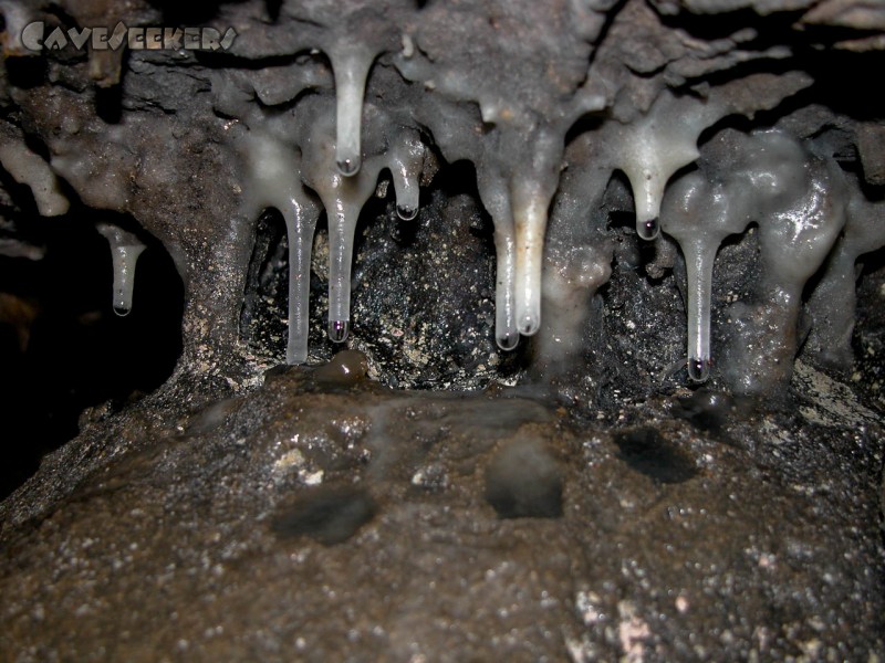 Fischerhöhle: fischer Wachstum