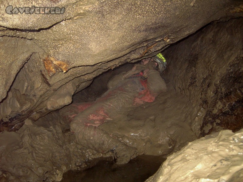 Fuchsloch Scharling: Lebender Pinsel für nachfolgenden eventuell noch erkennbaren Sinter.