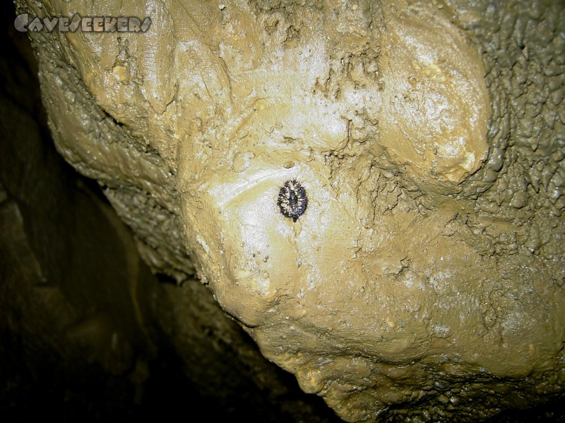 Fuchsloch Scharling: Matrix: Von diesen Saugstationen gibt es viele. Andere Stimmen behaupten, es würde sich um Alenskelettrestmüll handeln.