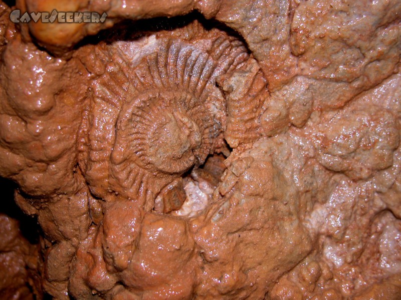 Goldfußschacht: Der Ammonit aus der Kreil-Perspektive. Vorteil: Makrokreil.