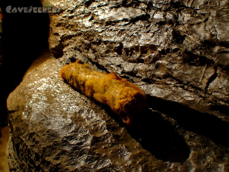 Gouffre du Bief Bousset: Extra flauschiges Pilzwachstum - wissenschaftlich wertvoll.