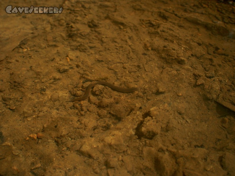 Gouffre du Bief Bousset: Einer von vielen Egeln - egelhaft!