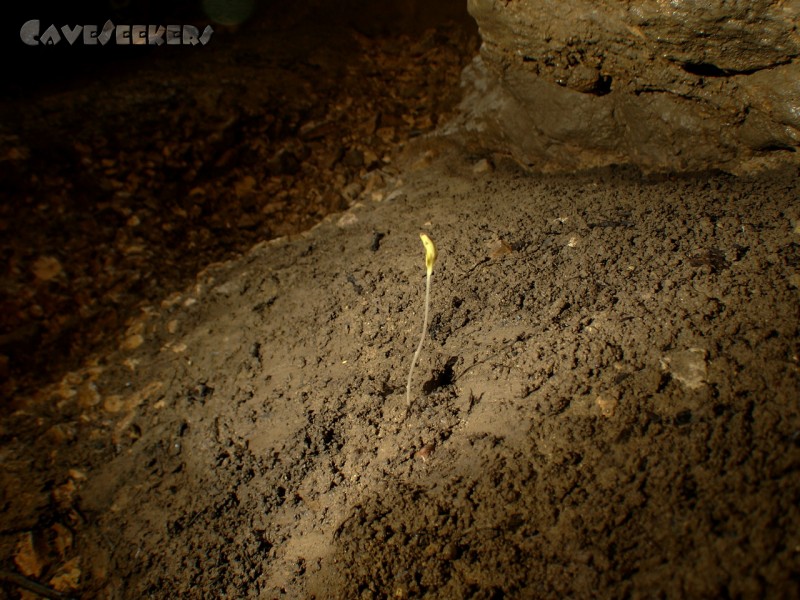 Gouffre du Bief Bousset: 2. wissenschaftliches Wunder - Pflanzenwachstum.