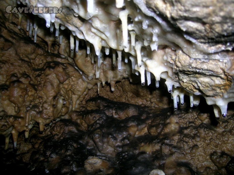Große Heroldsreuther Höhle: Wer kriecht kann gewinnen: Schmucker Rest-Sinter.