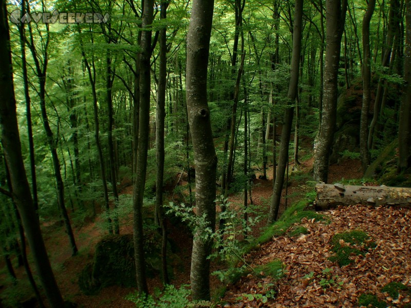 Grotte St-Barbe: Luxemburger Buchenwald. Wunderbar.